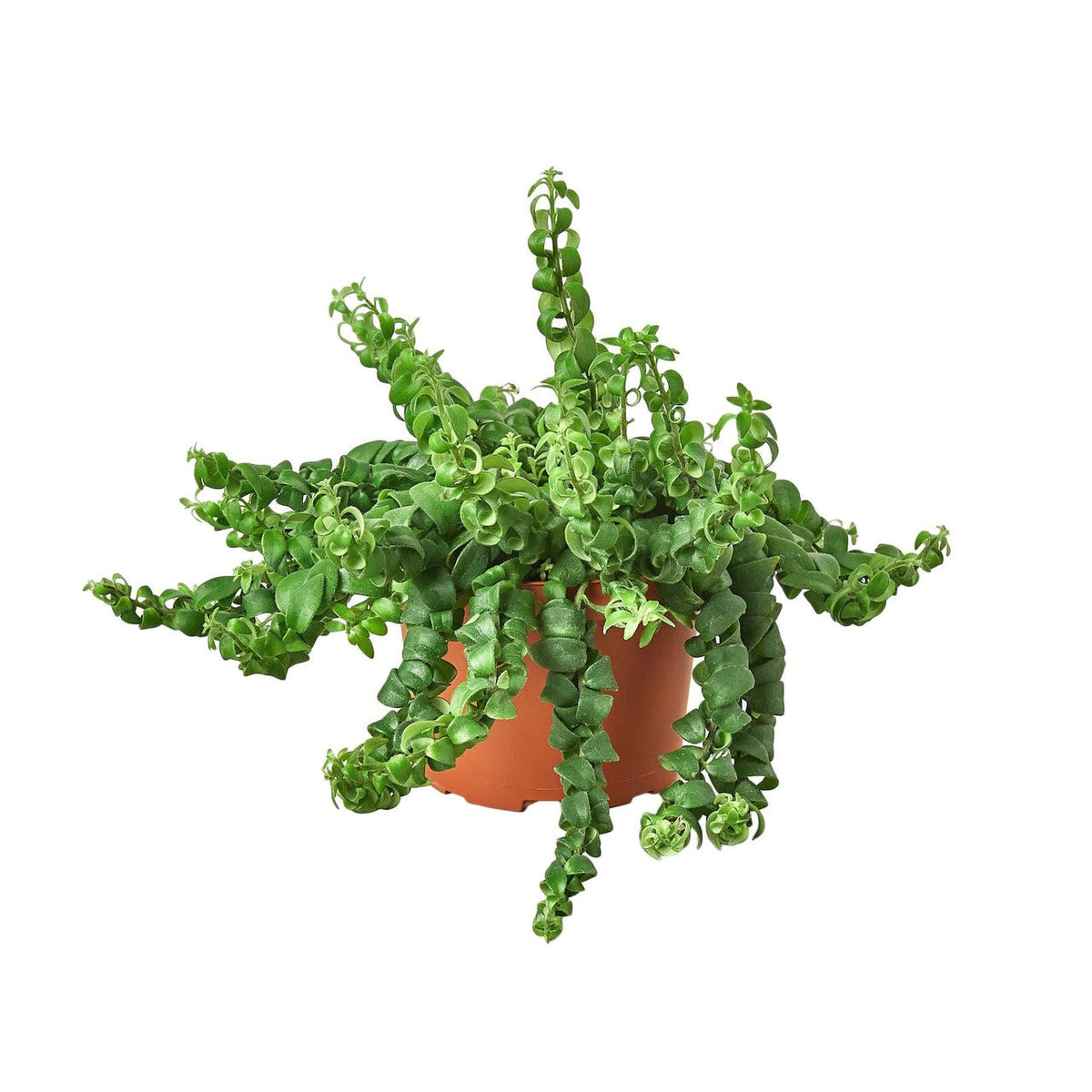 Lipstick Plant (Aeschynanthus)