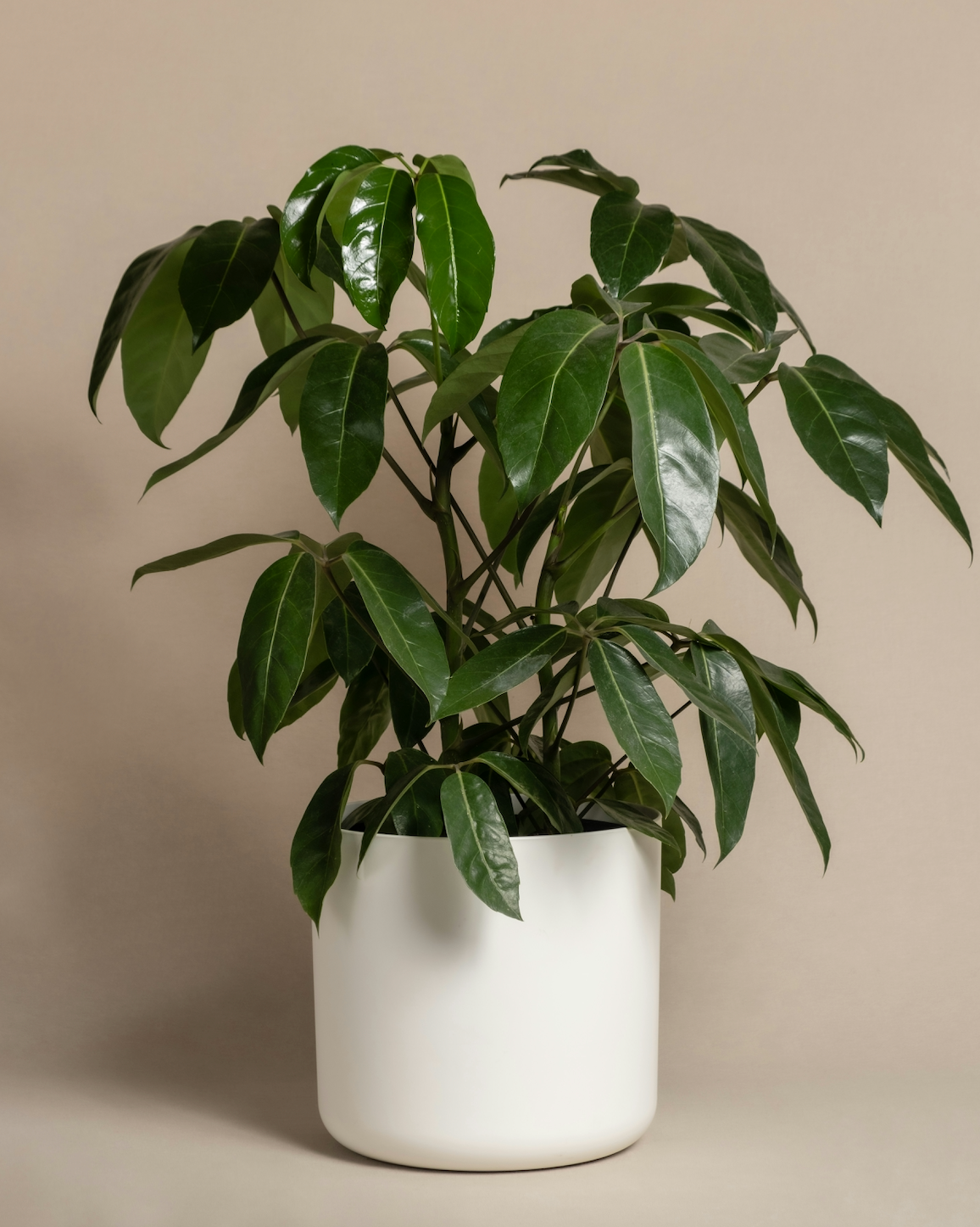 Schefflera