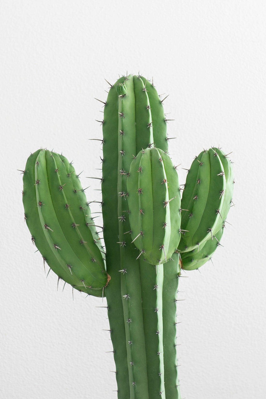 Cacti
