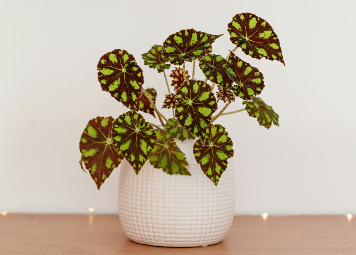 Begonia