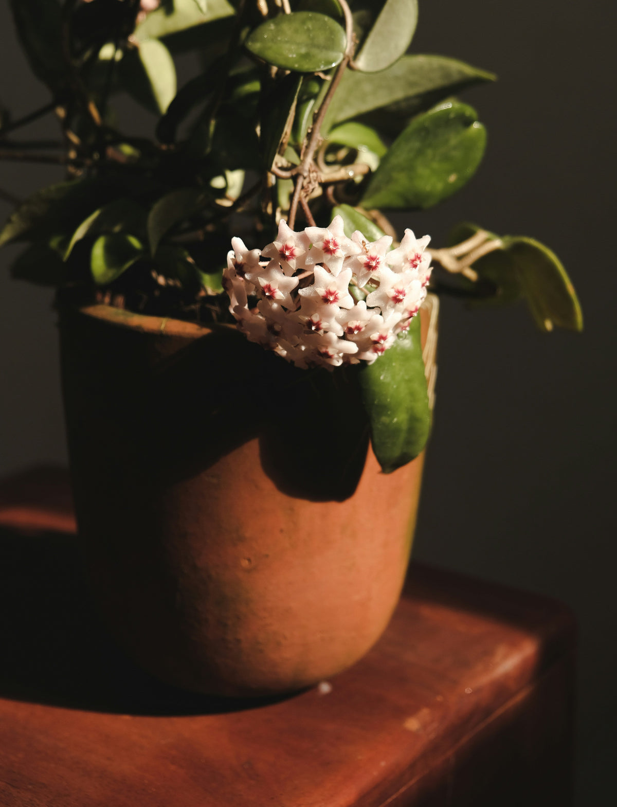 Hoya