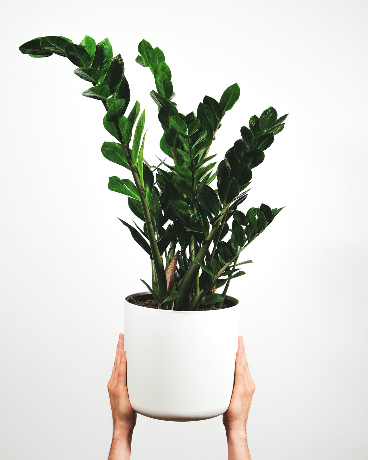 ZZ Plant (Zamioculcas zamiifolia)