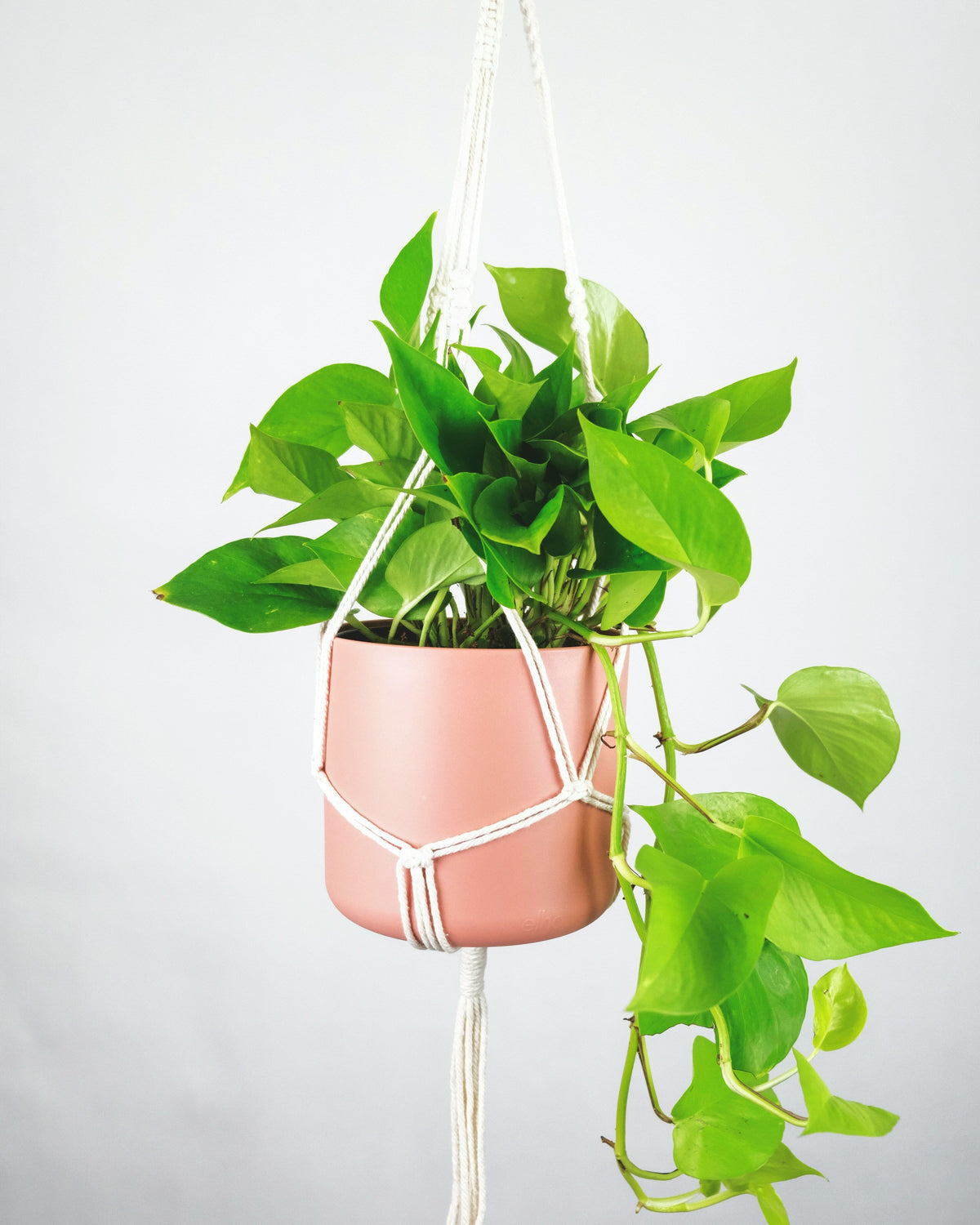 Pothos (Epipremnum)