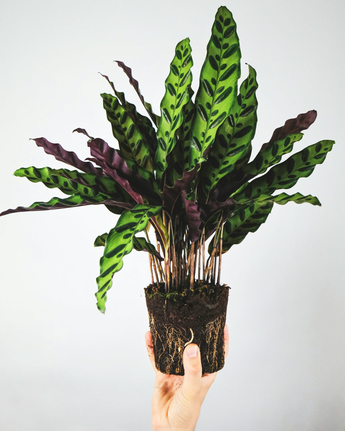 Marantaceae (Calathea, Maranta, Stromanthe, Ctnanthe)