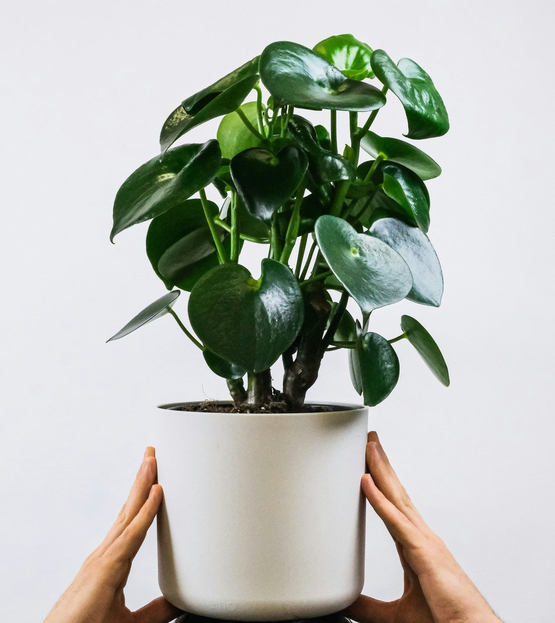 Peperomia