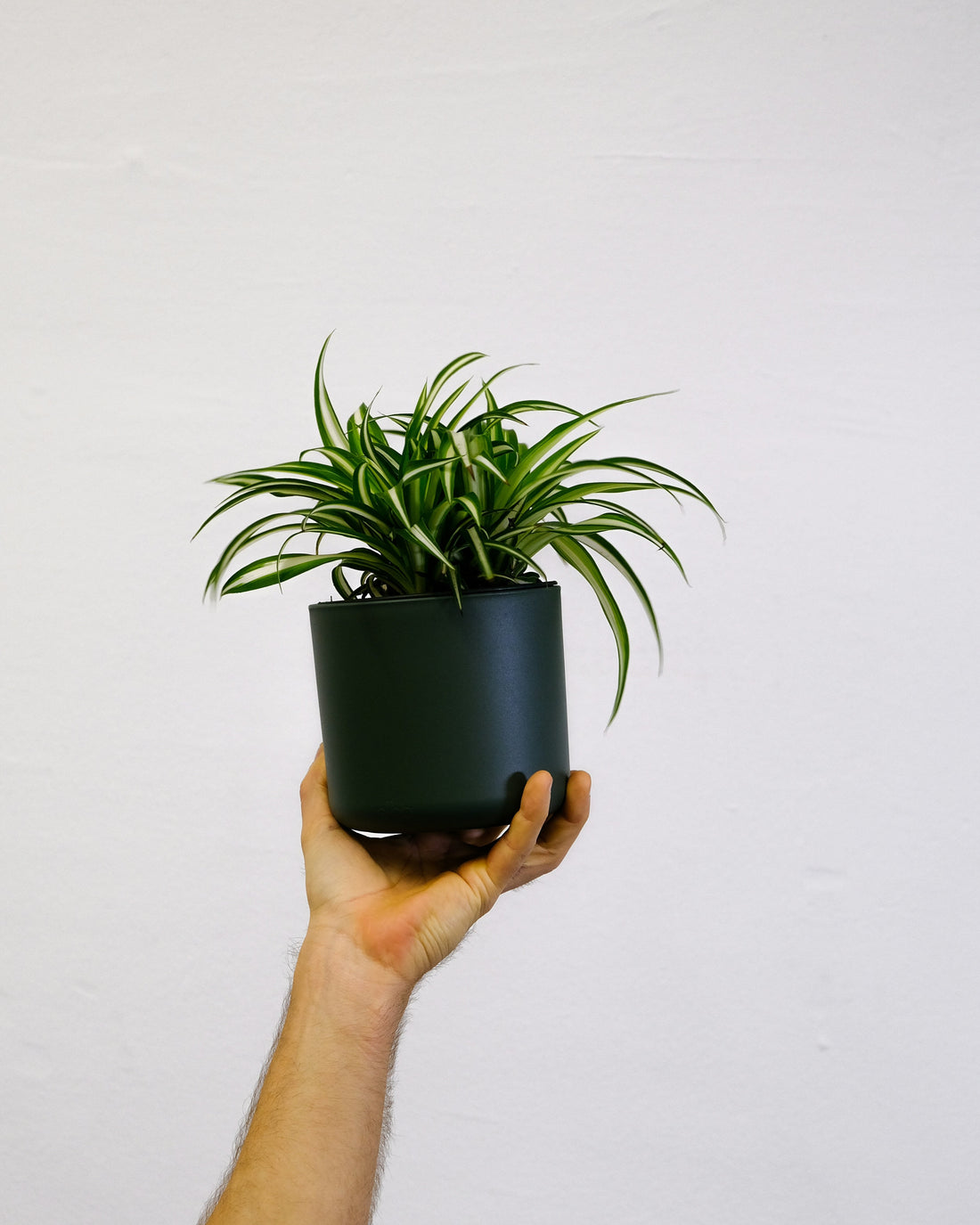 Spider Plant (Chlorophytum comosum)