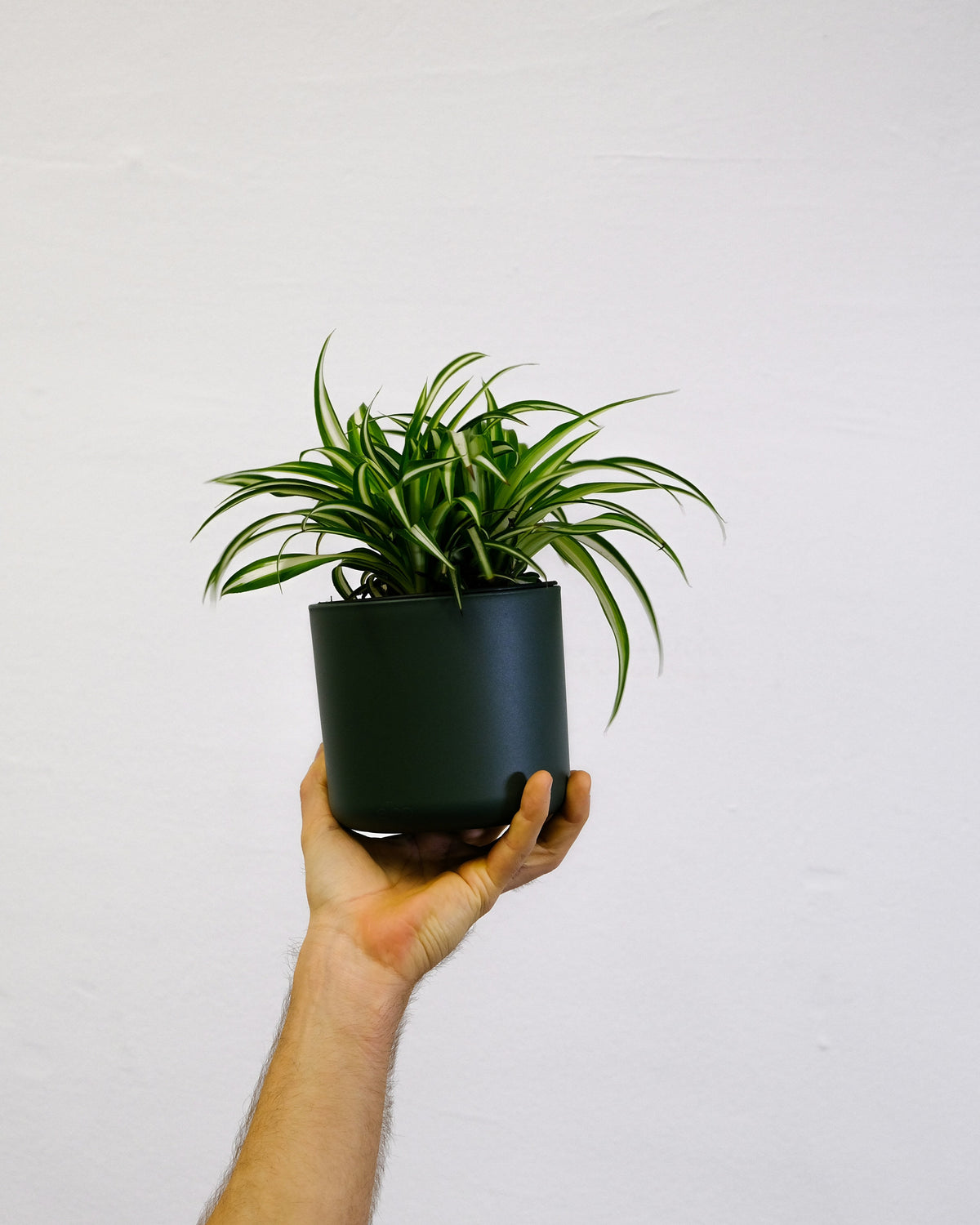 Spider Plant (Chlorophytum comosum)