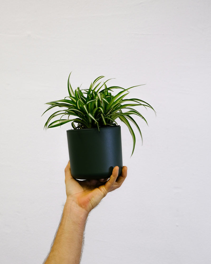 Spider Plant (Chlorophytum comosum)