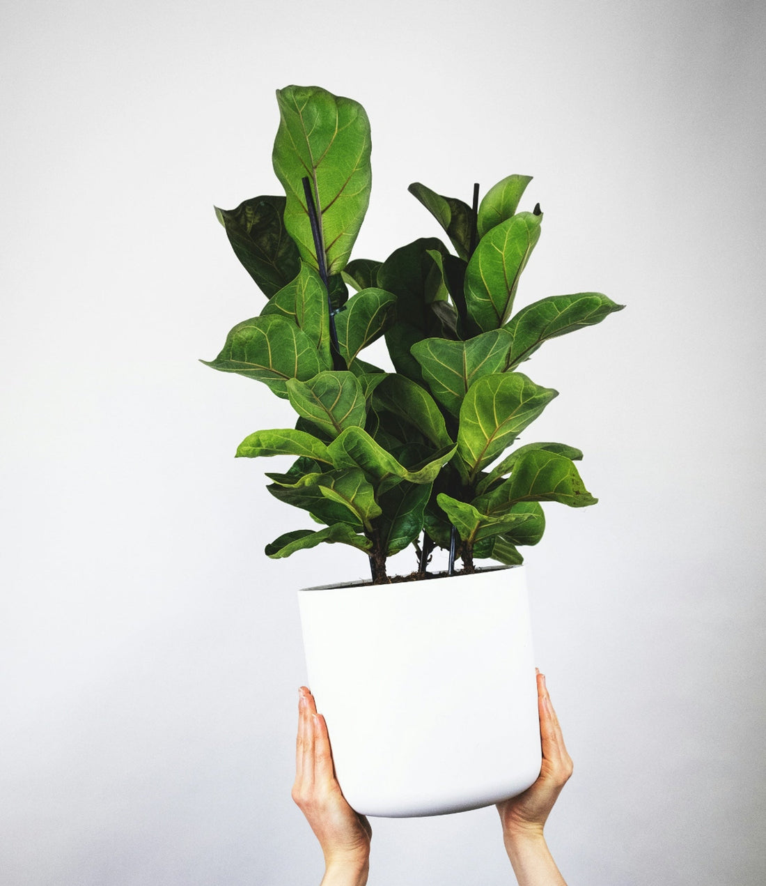 Ficus
