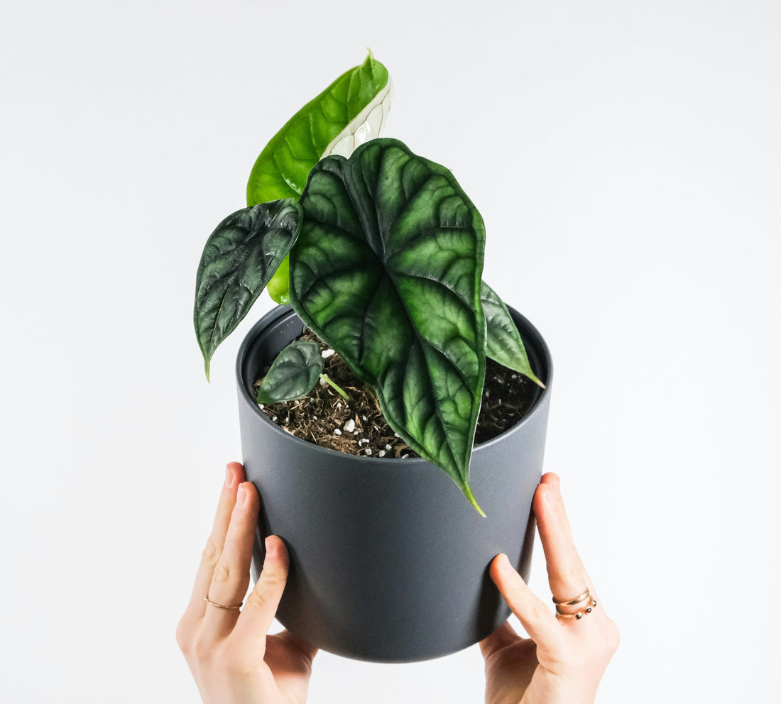 Alocasia