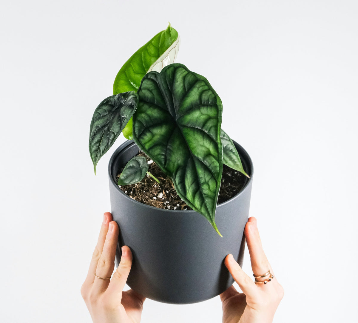 Alocasia