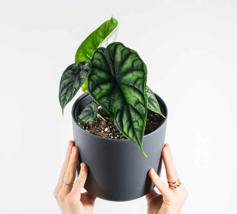 Alocasia