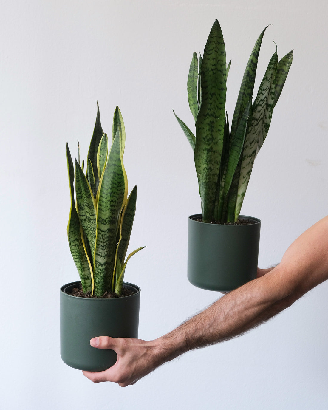Dracaena (Snake Plants + More)