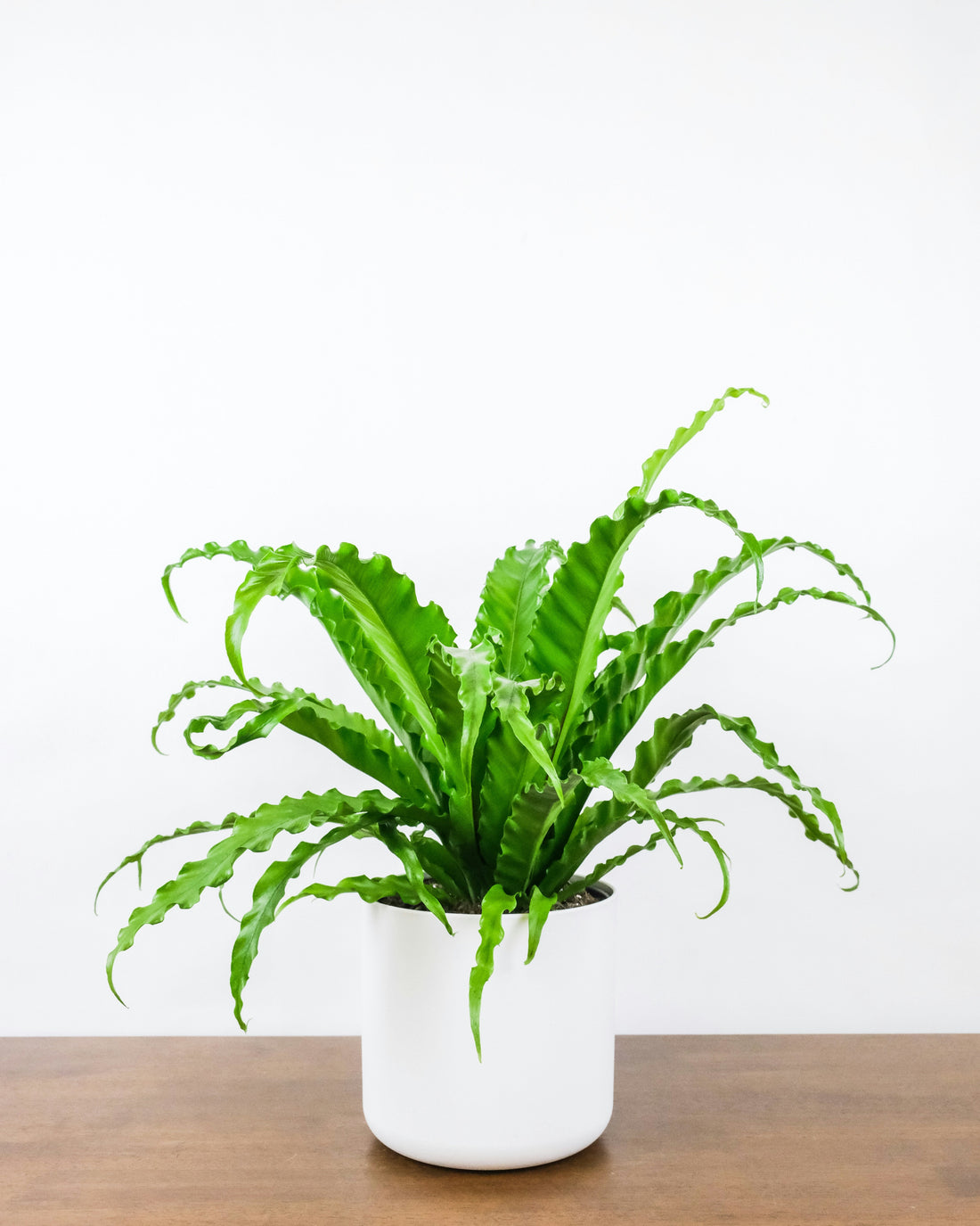 Fern (Pteridaceae)