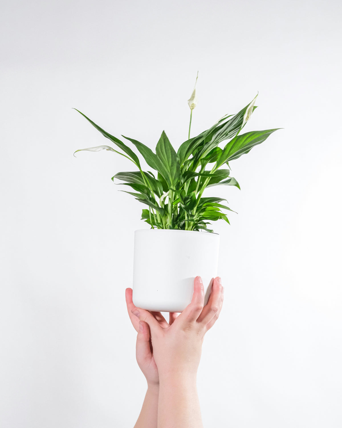 Peace Lily (Spathiphyllum)