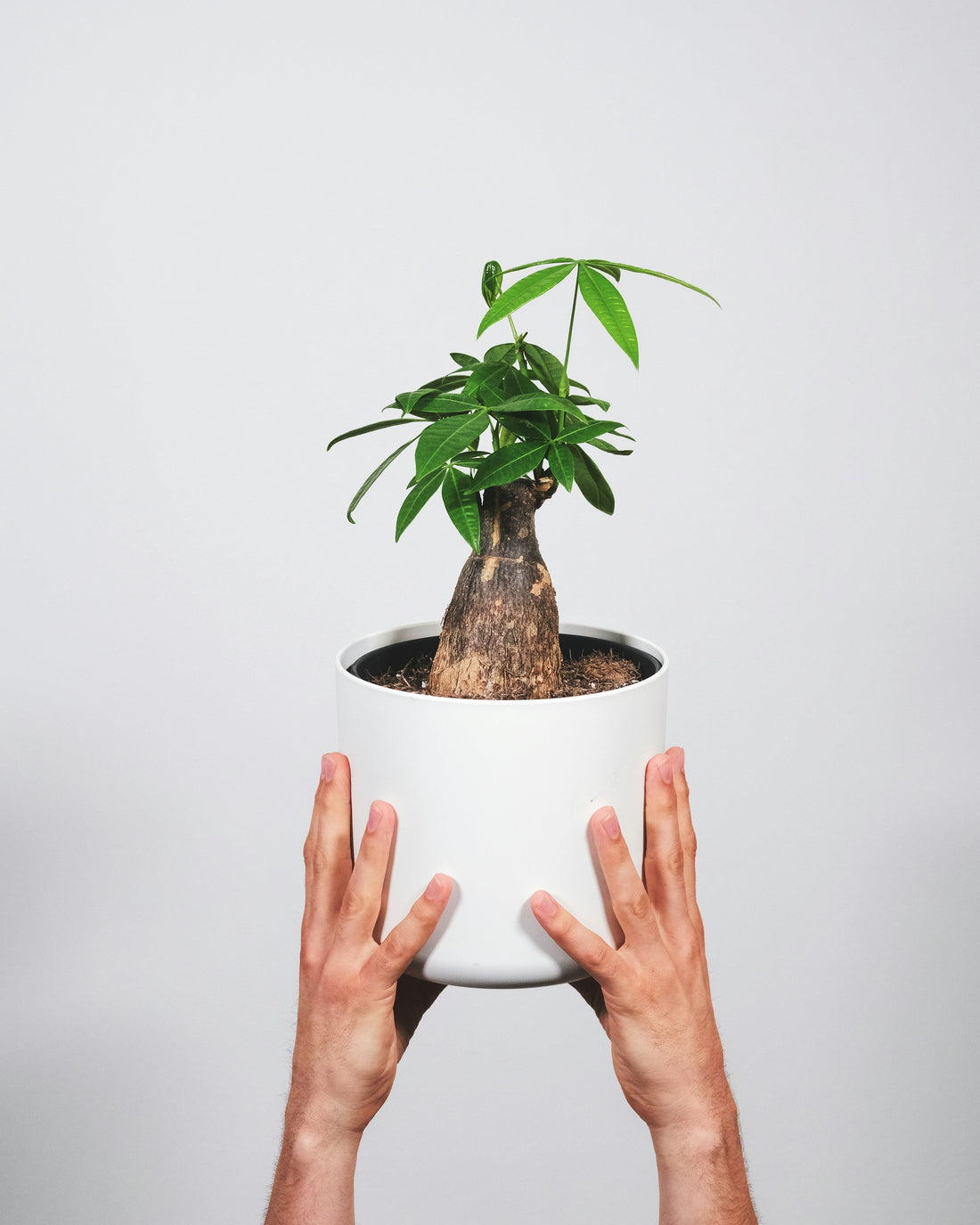 Pachira (Money Tree)