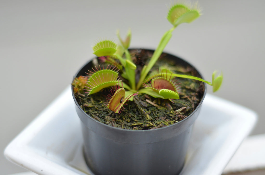 Carnivorous Plants