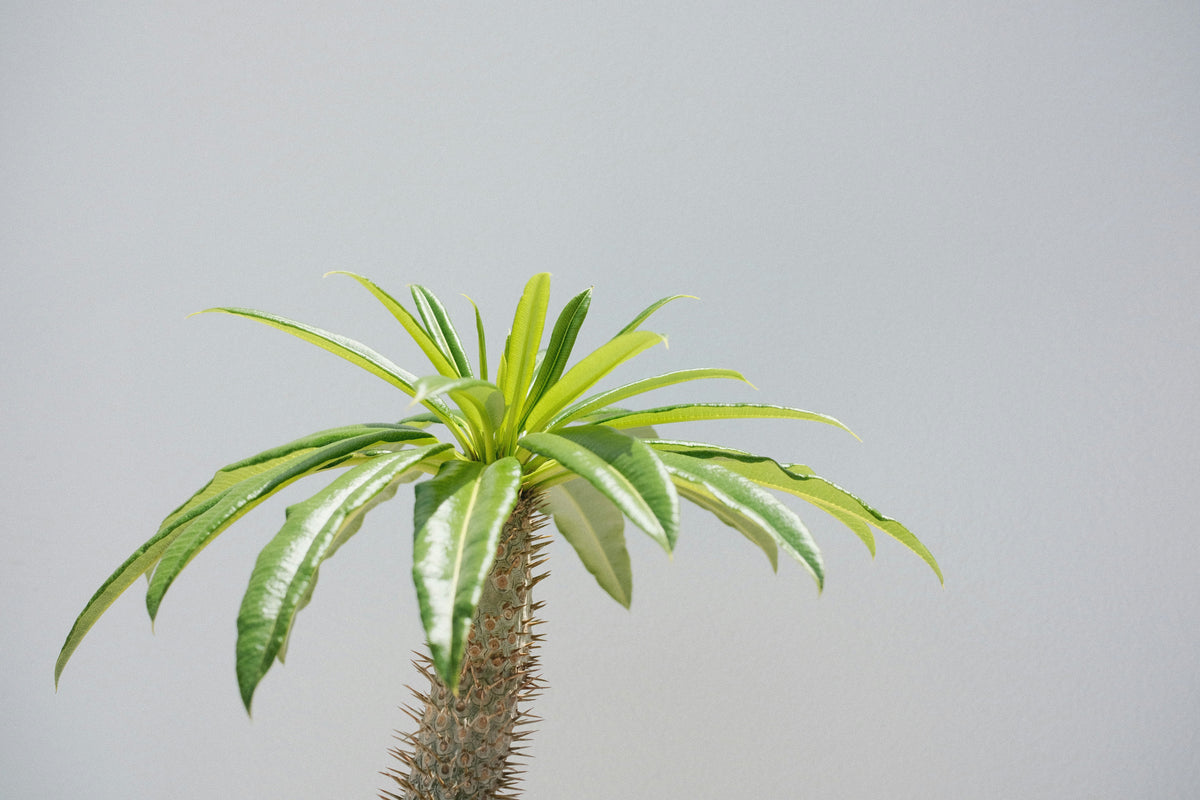 Madagascar Palm (Pachypodium lamerei)