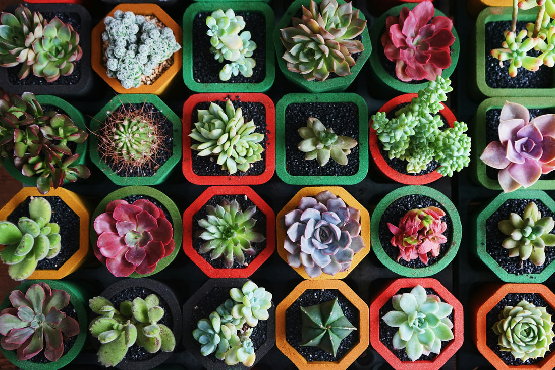Succulents (Echeveria, Haworthia, Crassula, Sedum, + More)