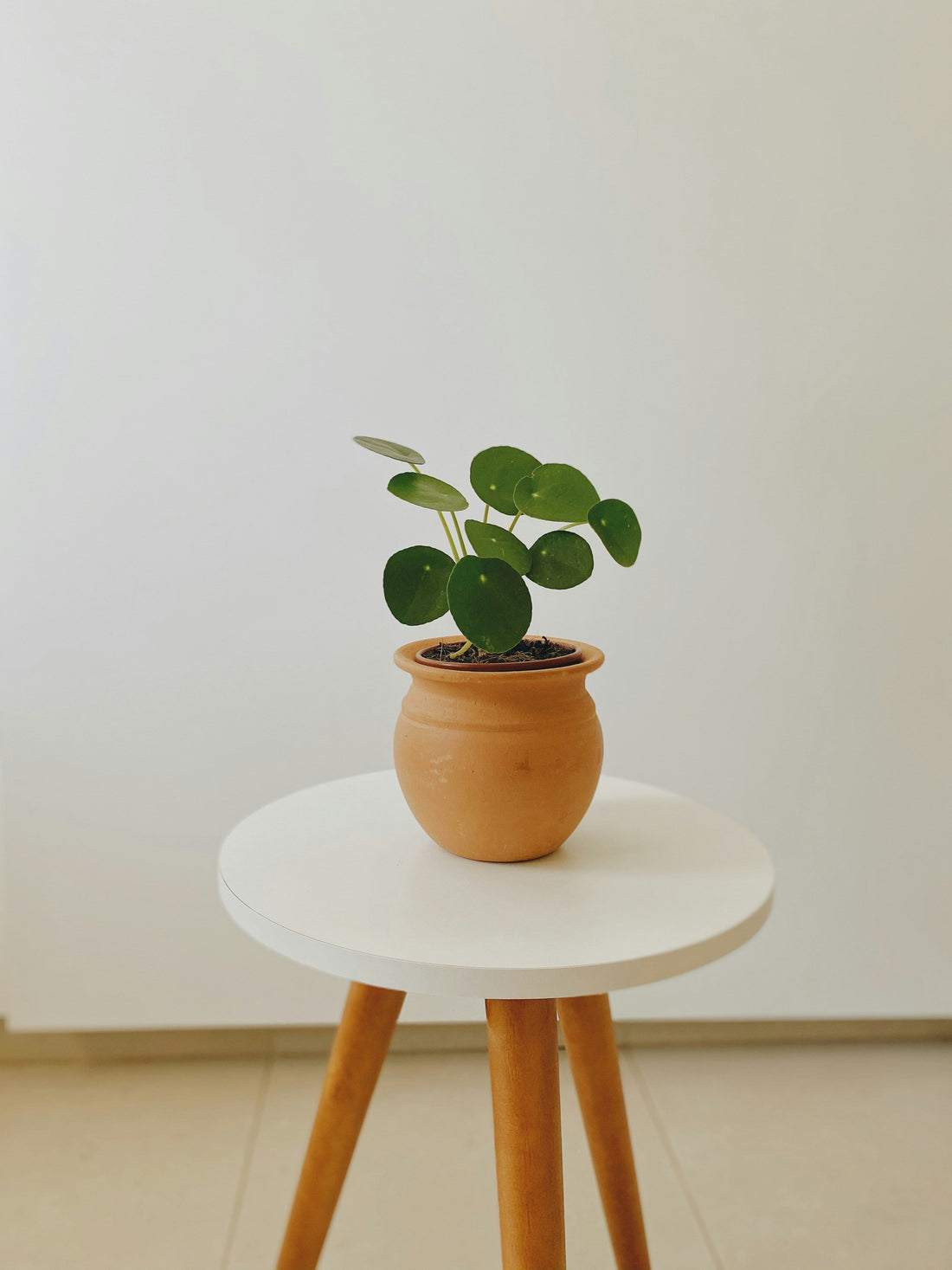 Pilea