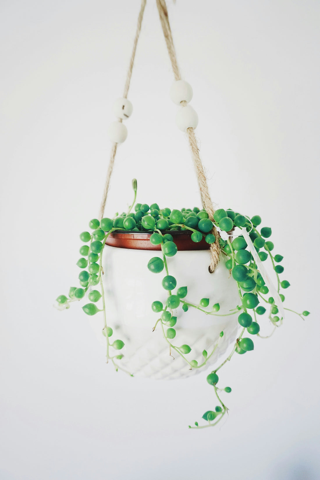 Senecio (String of Pearls, Bananas, + More)