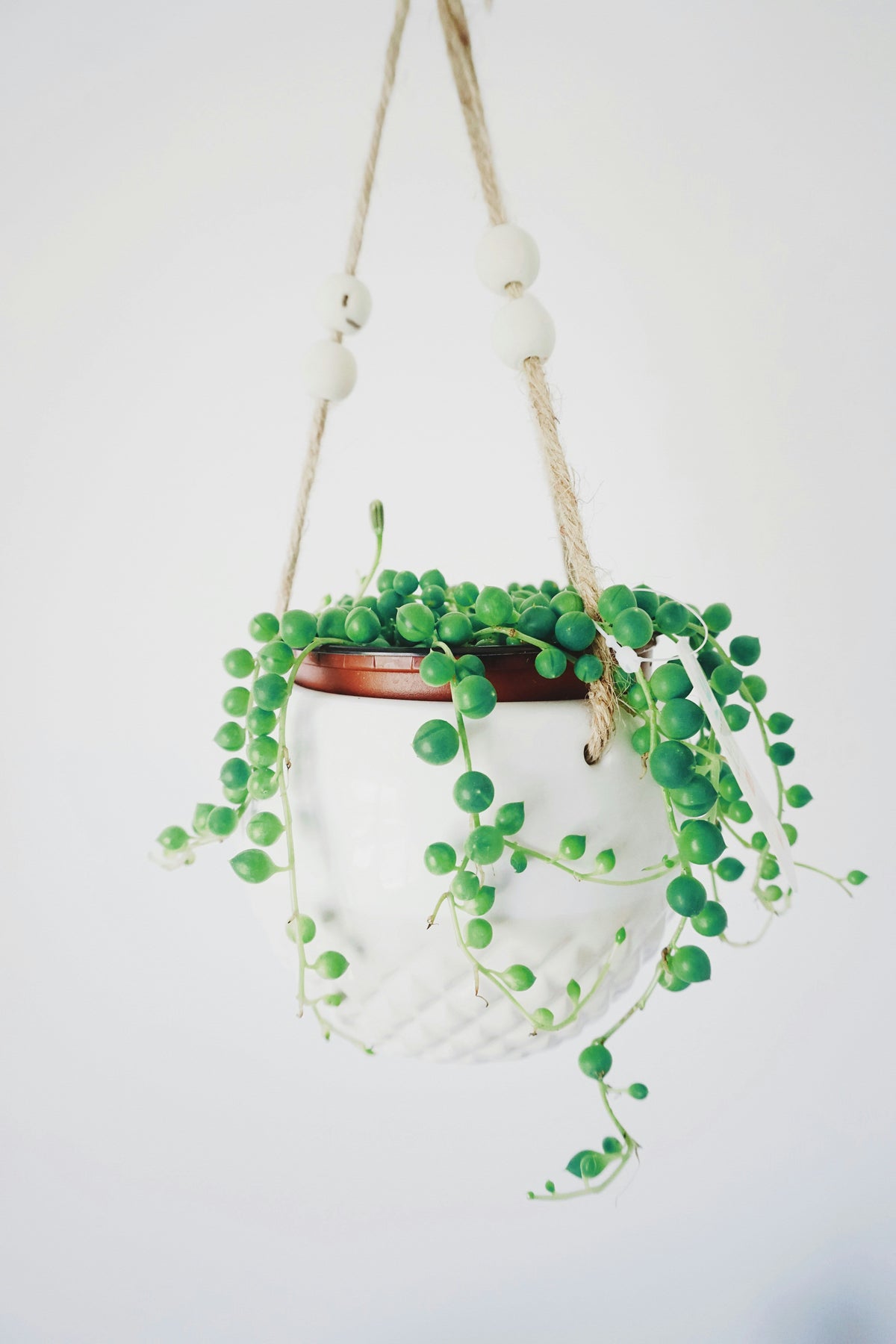 Senecio (String of Pearls, Bananas, + More)
