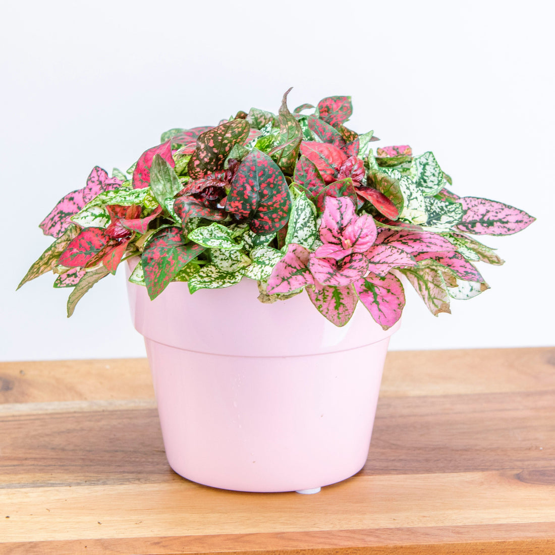 Hypoestes