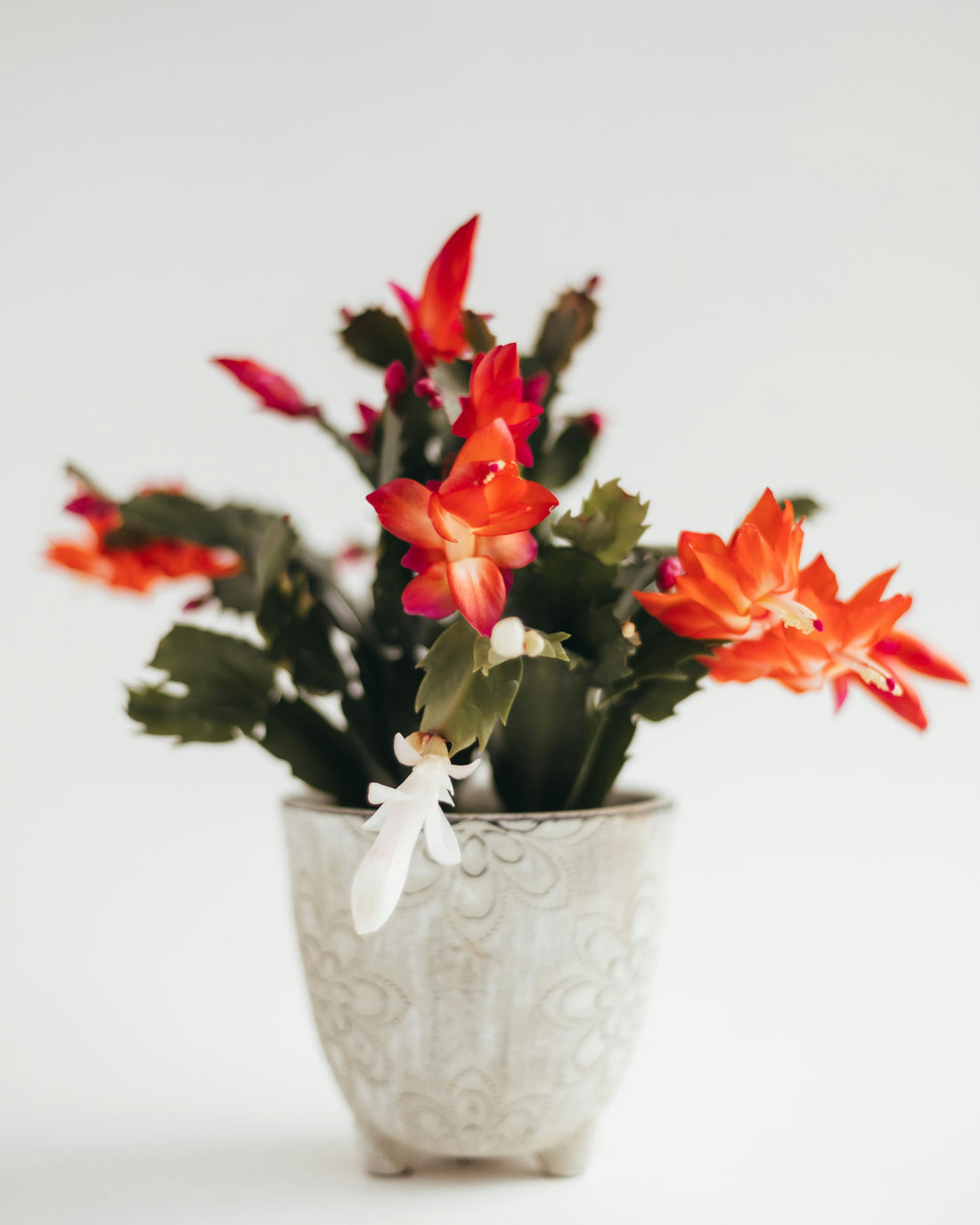 Schlumbergera