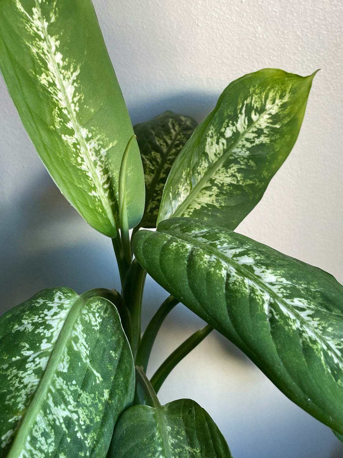 Dieffenbachia