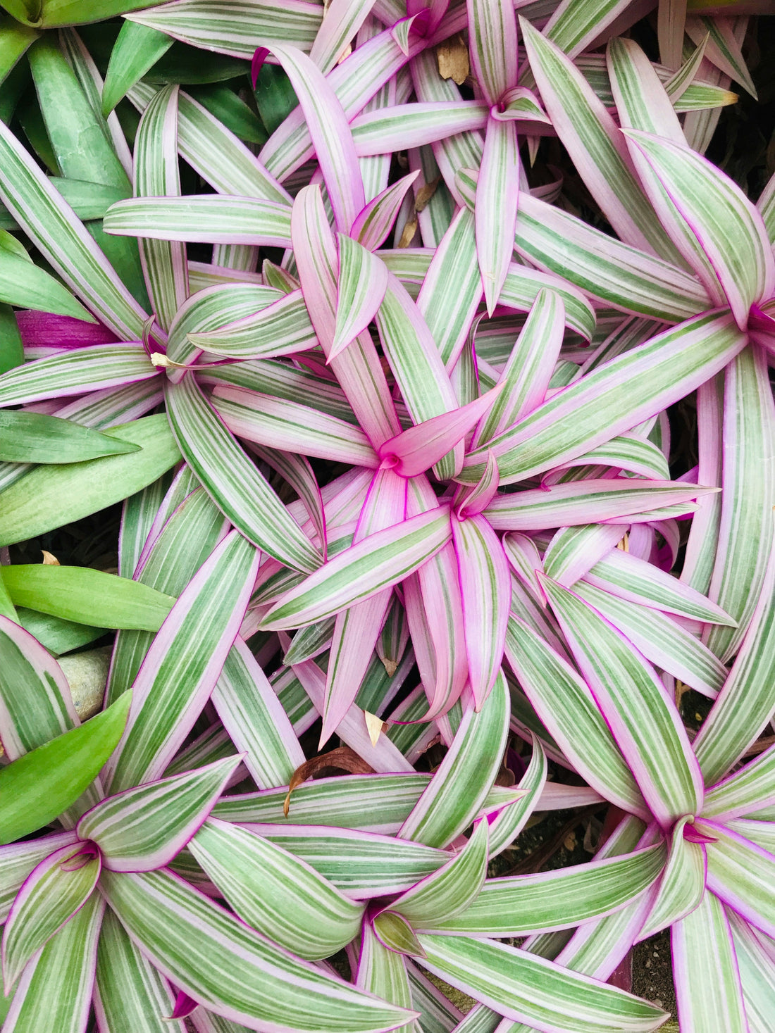 Tradescantia