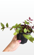 Greg the Tradescantia 'Tricolor' (1280)
