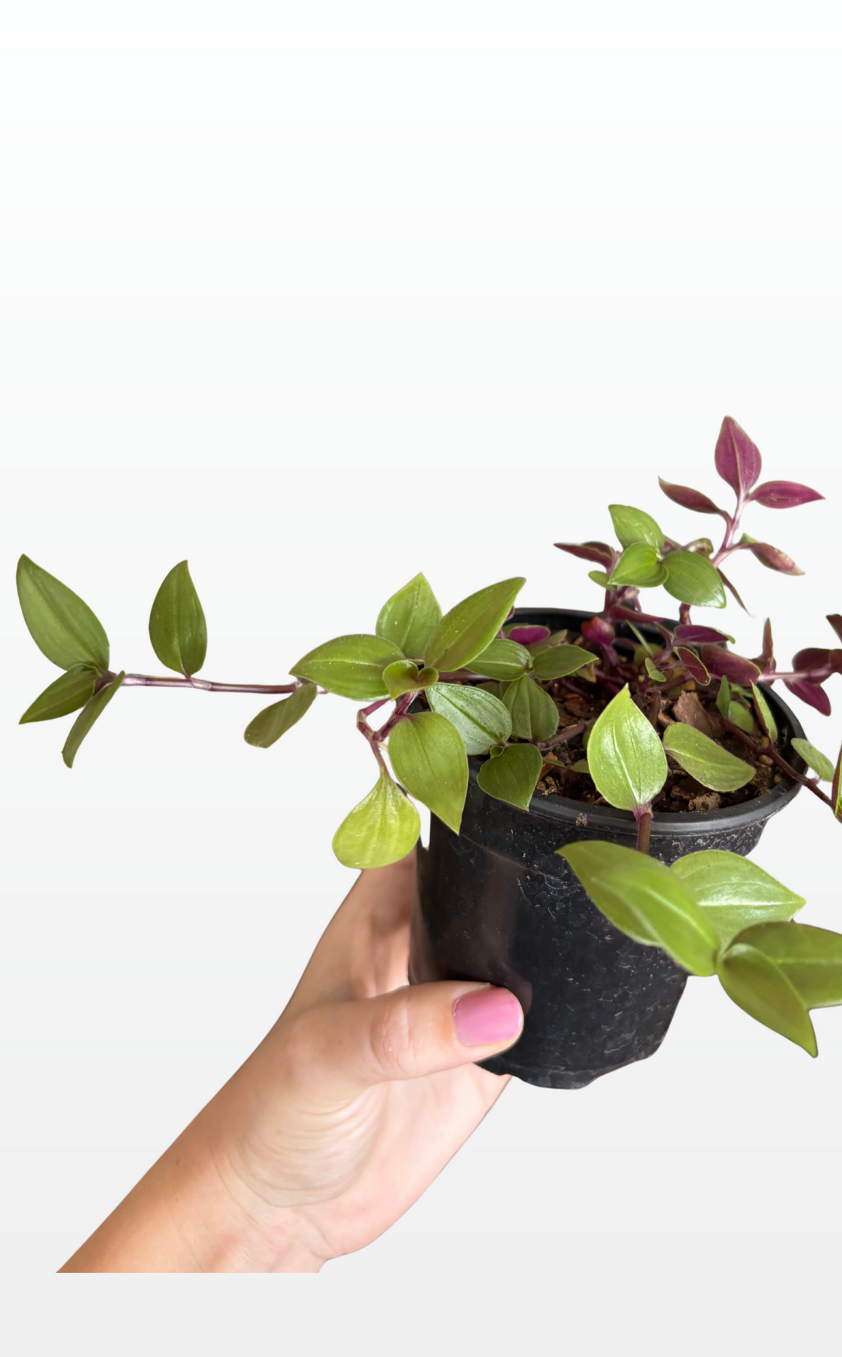 Greg the Tradescantia 'Tricolor' (1280)