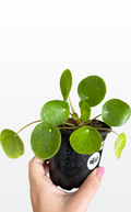 WiFi the Pilea 'Peperomiodes' (1264)
