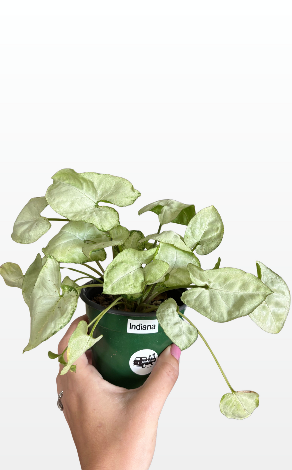 Indiana the Syngonium 'Moonshine' (1438)
