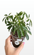 Norbert the Schefflera 'Moondrop' (1400)
