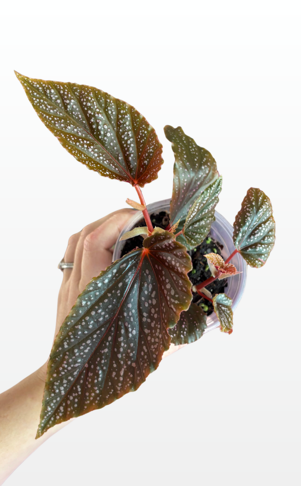 Christy the Begonia 'Benigo Pink' (1836)