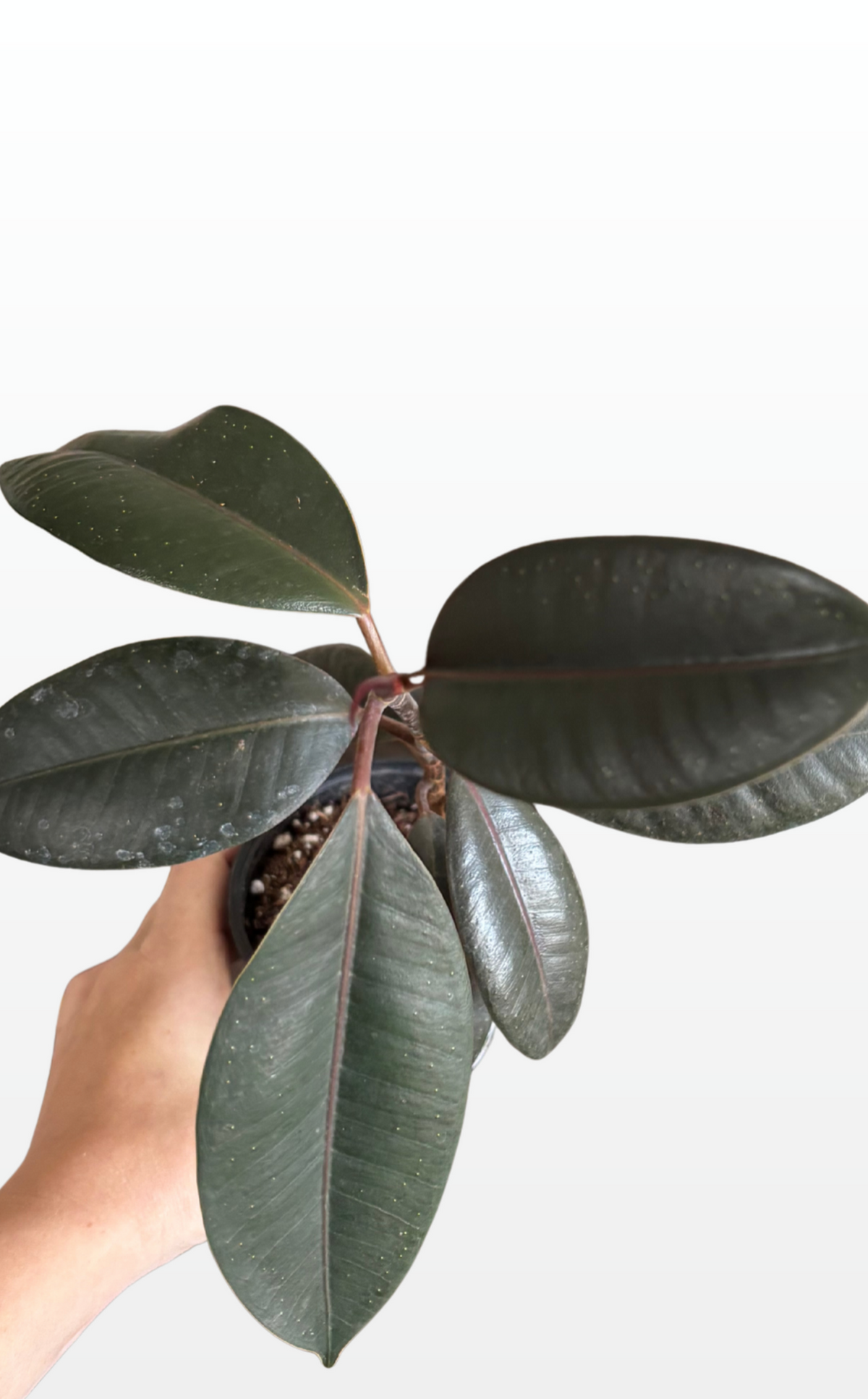 Forklift the Ficus 'Burgundy' (0468)