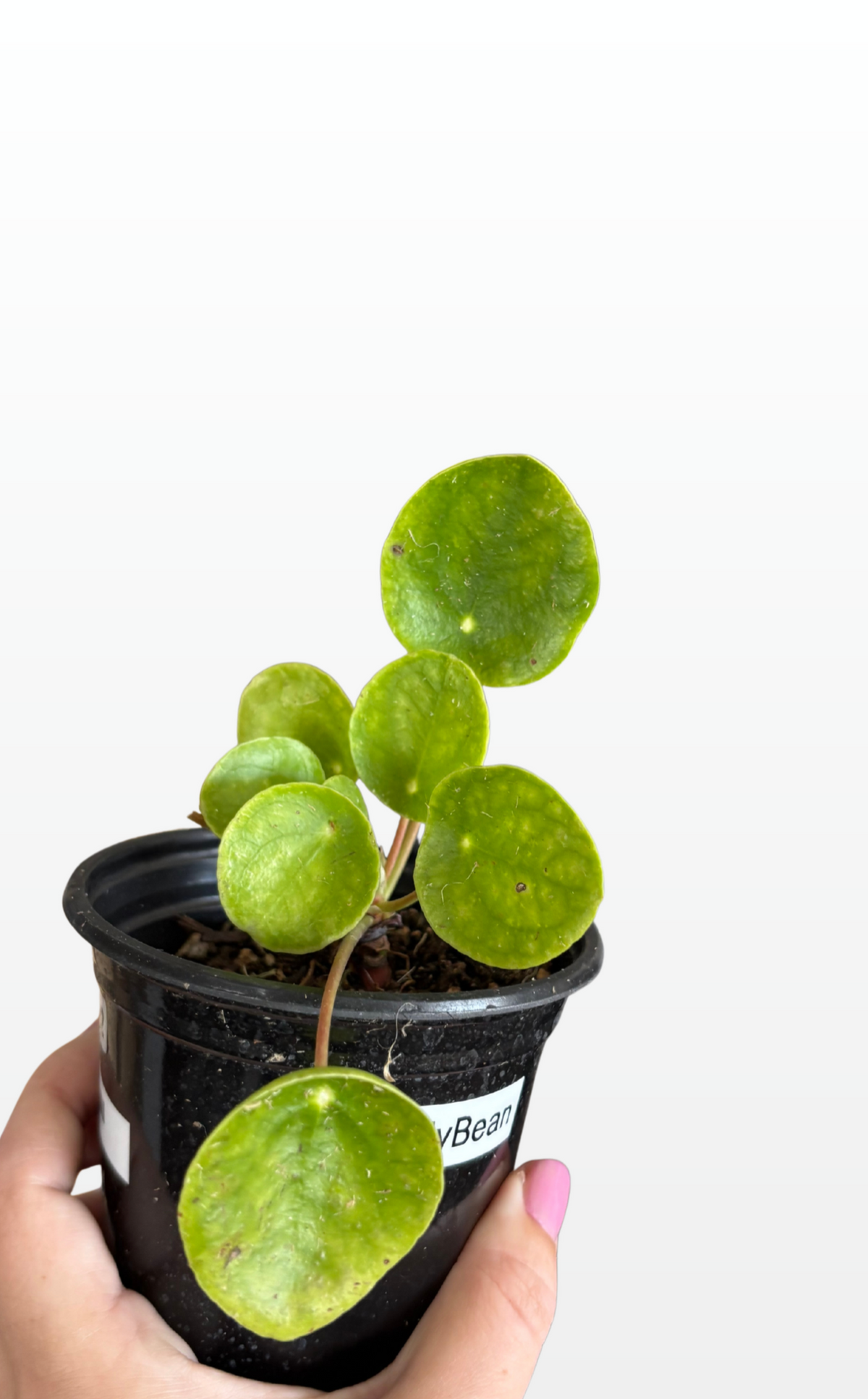 JellyBean the Pilea 'Peperomiodes' (1262)