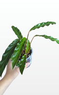Lindsay the Calathea 'Furry Feather' (1297)