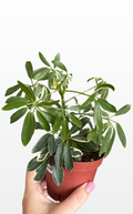 Mildred the Schefflera 'Moondrop' (1392)