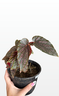SlimJim the Begonia 'Benigo Pink' (0623)
