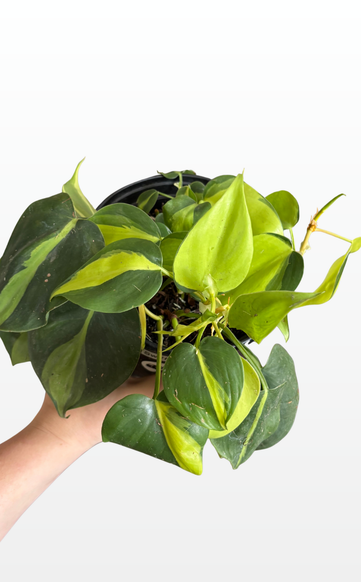Swiffer the Philodendron 'Brasil' (0301)