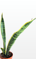 Laci the Dracaena Trifasciata 'Laurentii' (Snake Plant) (0260)