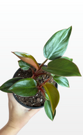 Eleanor the Philodendron 'Rojo Congo' (0421)