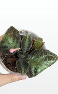 Bhakti the Flame Violet "Episcia Cupreata" (1974)