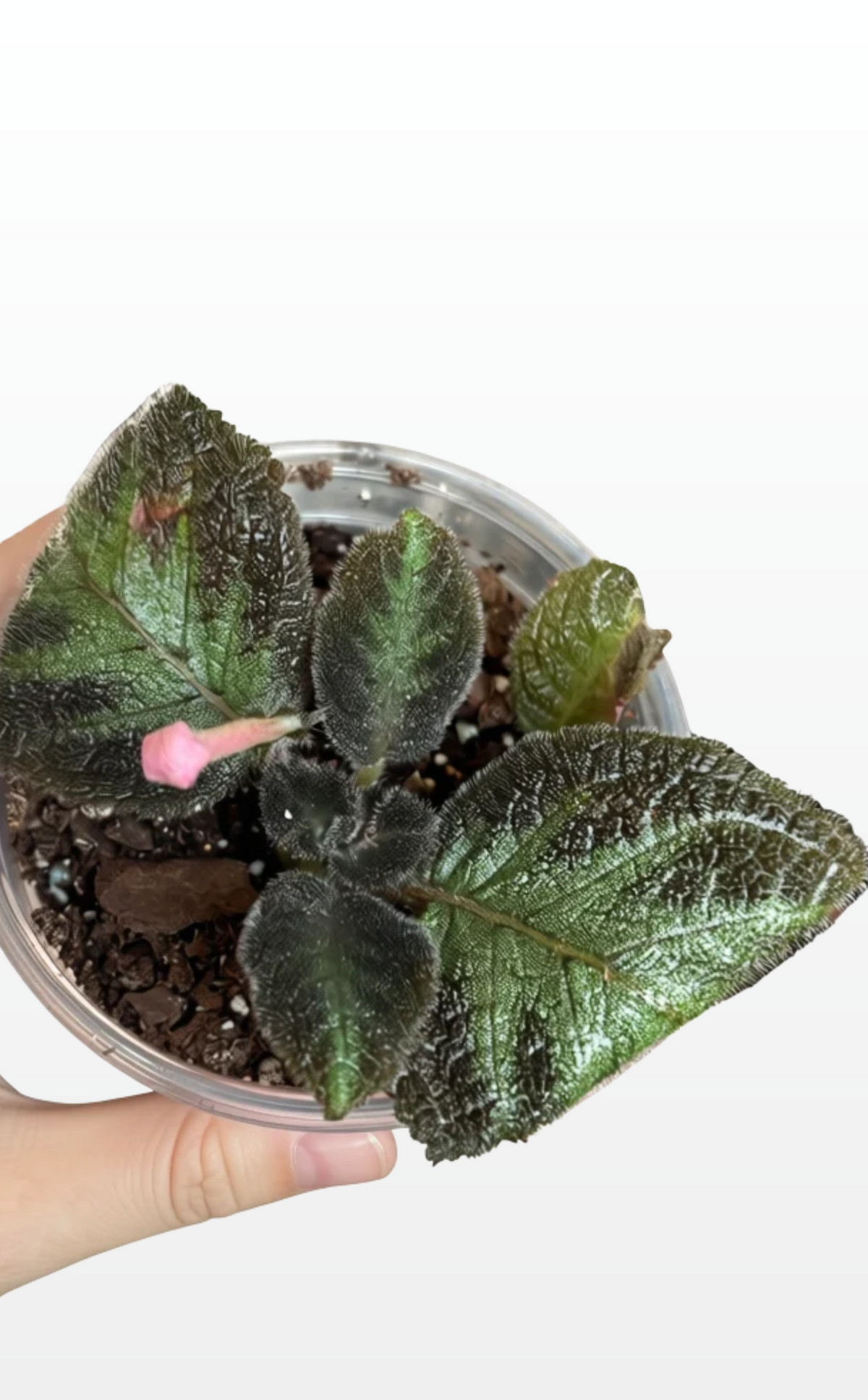 Bhakti the Flame Violet "Episcia Cupreata" (1974)