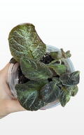 Rosie the Flame Violet "Episcia Cupreata" (1976)