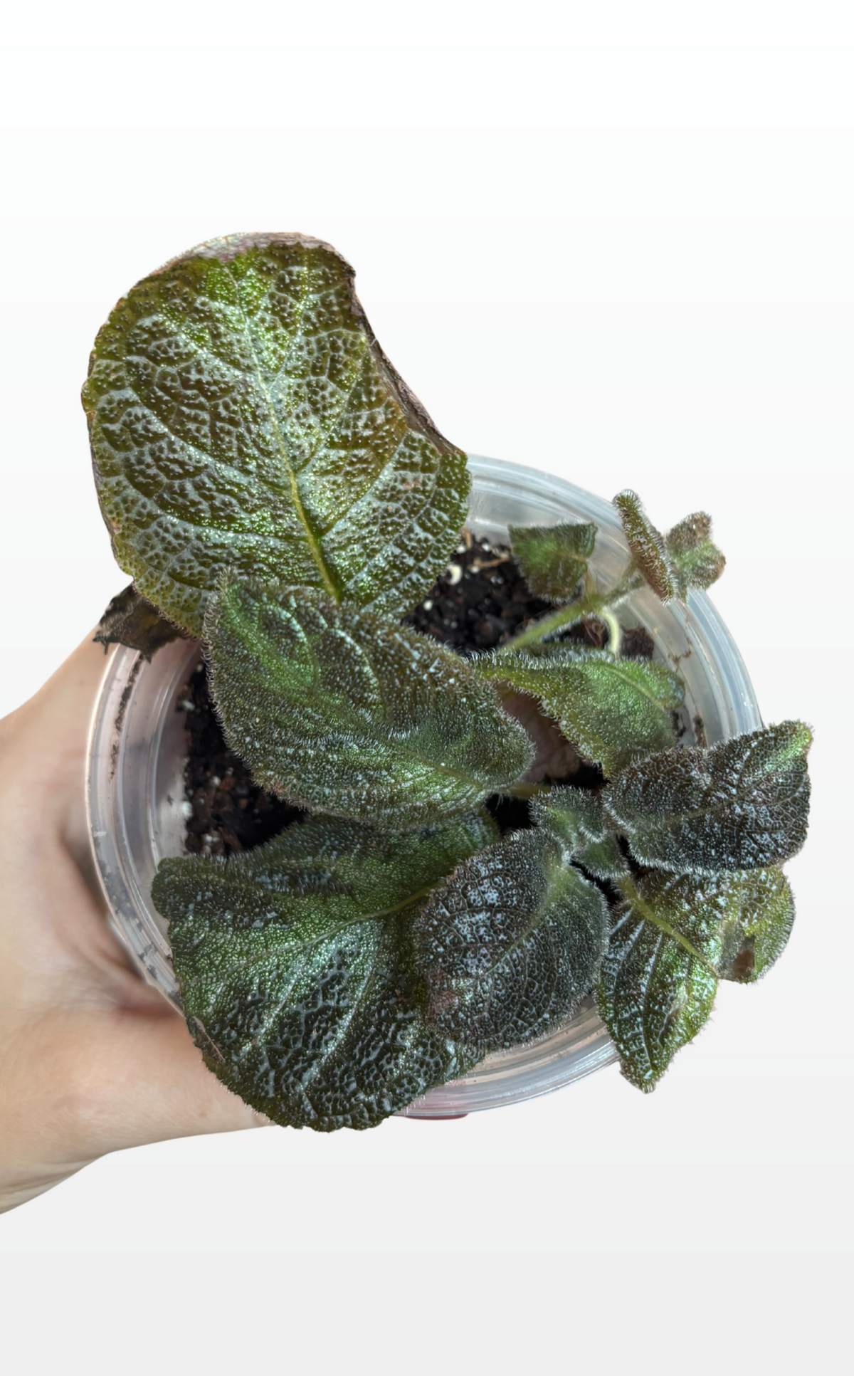 Rosie the Flame Violet "Episcia Cupreata" (1976)