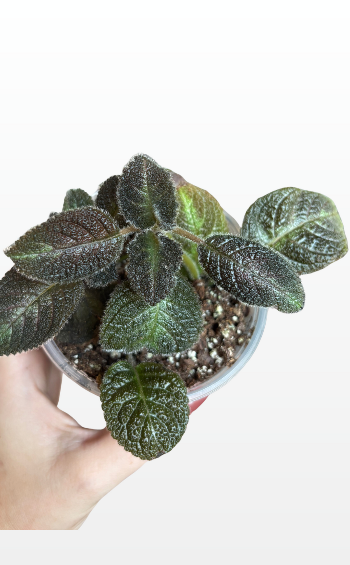 Flexi the Flame Violet "Episcia Cupreata" (1971)
