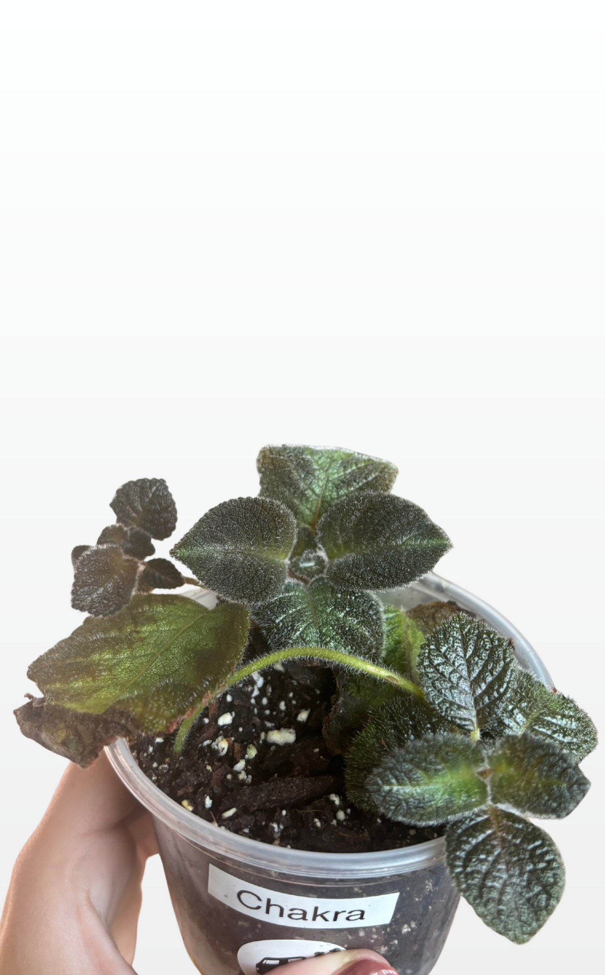 Chakra the Flame Violet "Episcia Cupreata" (1970)